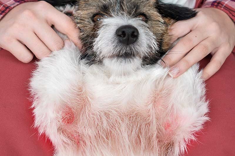 Dermatitis en perros: cómo elegir la mejor pomada o crema regeneradora