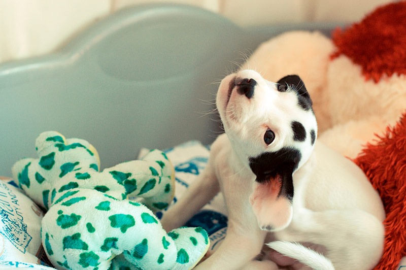 Picores en perros: causas, tratamientos y cómo aliviar el malestar de tu mascota